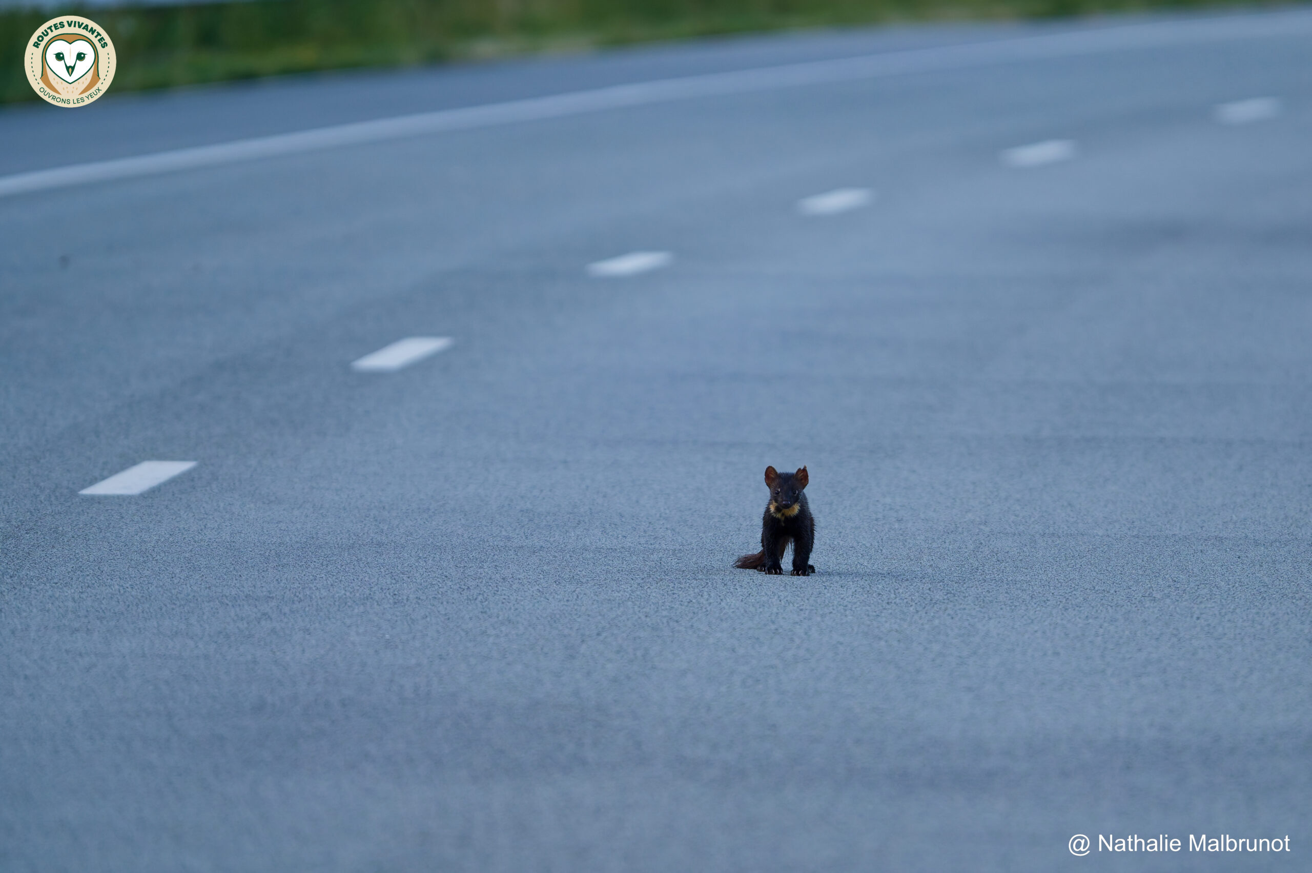 Martre des pins photographié sur une route par Nathalie Malbrunot pour Routes Vivantes