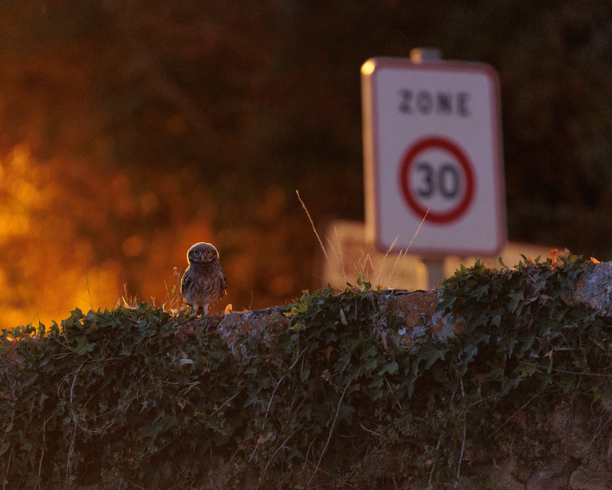 Une chouette chevêche sur un muret au crépuscule, devant un panneau Zone 30